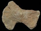 Mosasaur (Platecarpus) Ulna - Kansas #40412-1